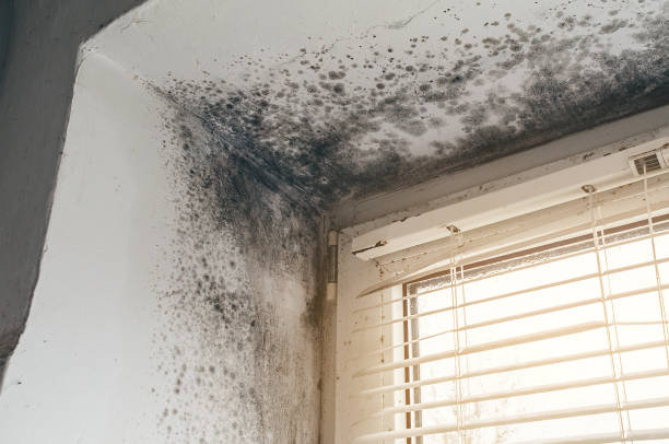 Affordable Black Mold Remediation solutions in Cherry Hill, VA