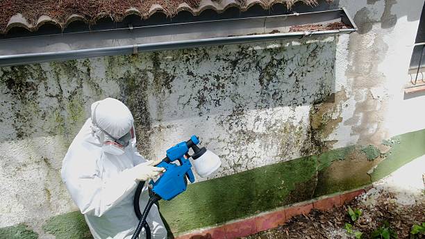 Top rated local Black Mold Remediation specialists in Cherry Hill, VA